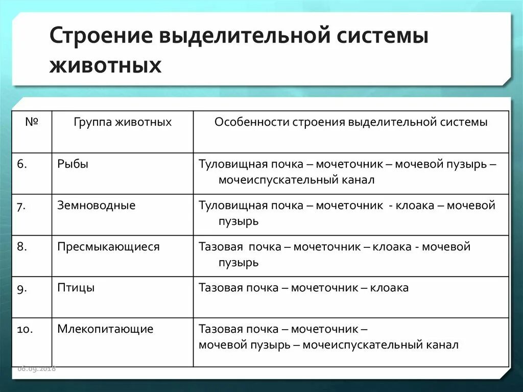 Таблица по биологии 7 класс Эволюция выделительной системы. Органы выделительной системы животных таблица. Таблица органы выделительной системы строение функции. Таблица по биологии 6 класс выделительная система животных. Выделения беспозвоночных