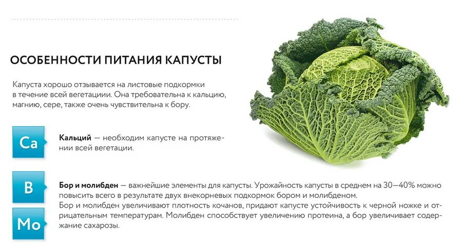 Чем подкормить раннюю капусту