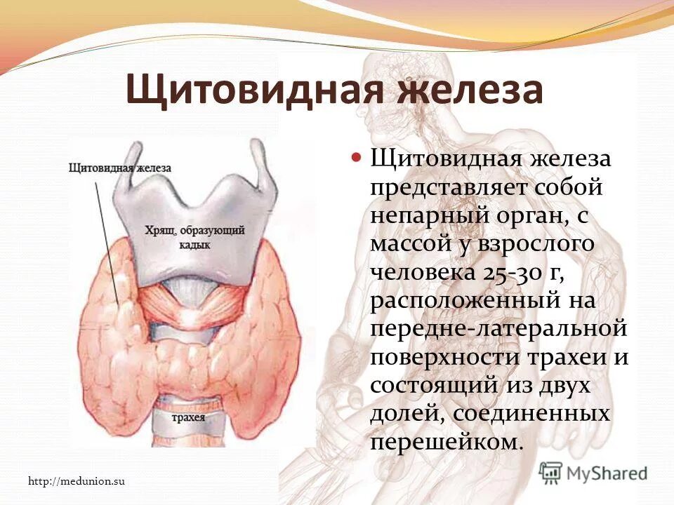 Что такое щитовидная железа. Щитовидная железа это орган. Щитовидная железа относится к. Тема щитовидная железа.