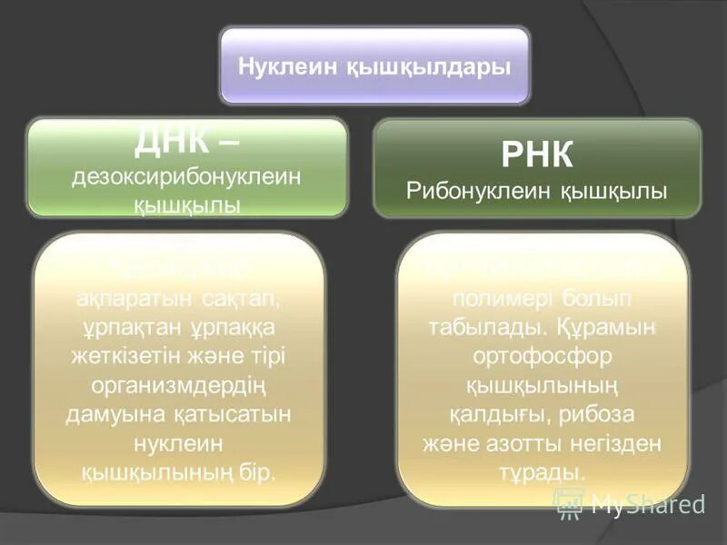 Нуклеин. Нуклин. Нуклен 8. Нуклеин кислоталар гидролизи натижасида нима хосил булади.