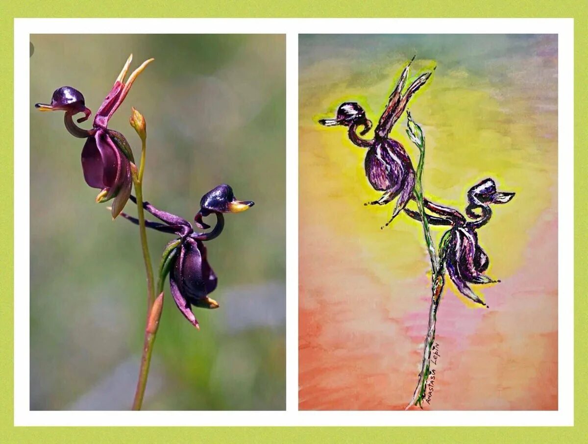 Харе бюль бюль. Харе бюль бюль. Хары бюль бюль цветок. Хары бюльбюль. Хары бюльбюль символ.