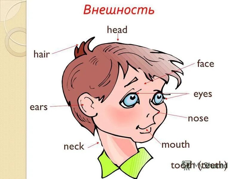 Уши рот по английски. Части тела и лица на английском. Лицо по английскому для детей. Название части лица на англ. Части лица на английском для детей.