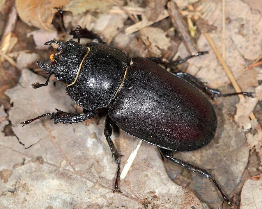 Фото жука. Жук Рогач самка. Жуки Рогачи носороги. Жук-олень (Lucanus Cervus). Жук Оленек обыкновенный.