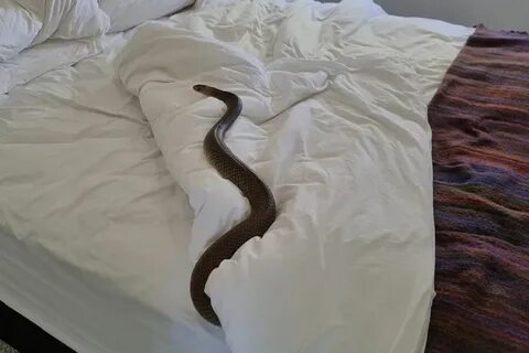 Snake bedding