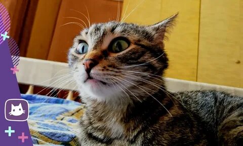 Кот действует