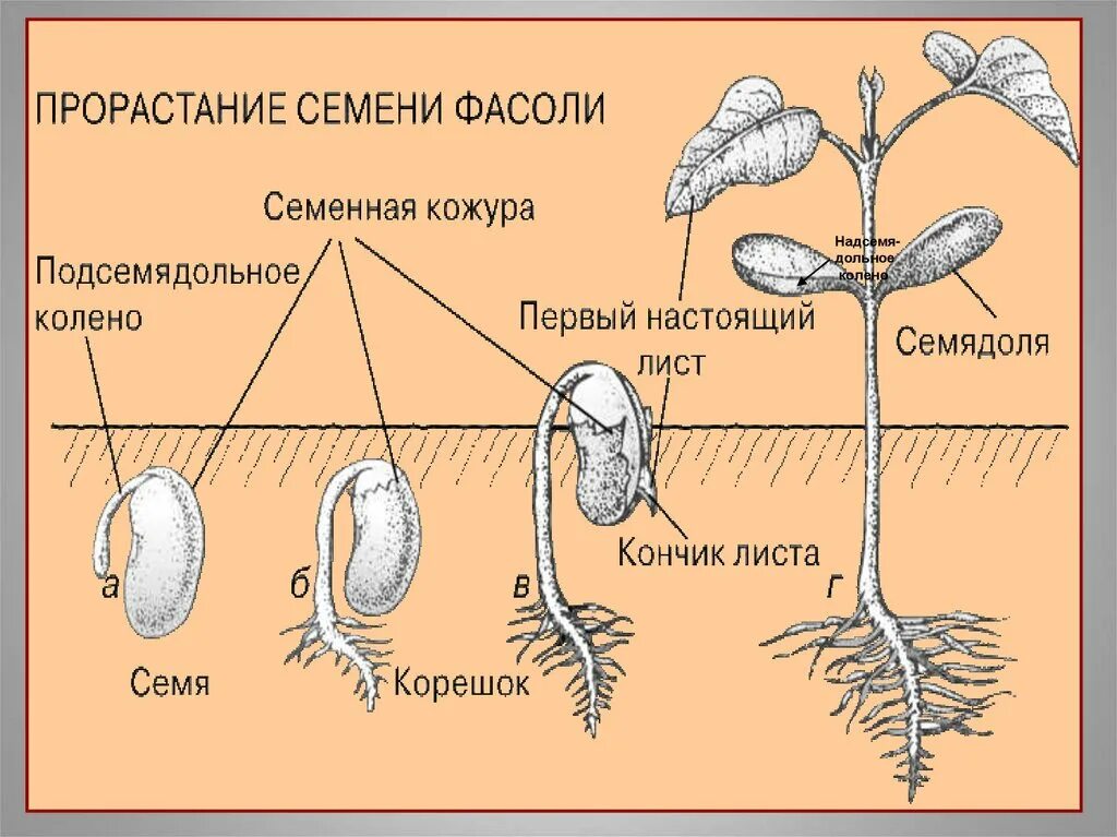 Периоды индивидуального развития растений. Этапы индивидуального развития растений. Этапы развития семени. Схема развития растений. Этапы развития растения из семени.