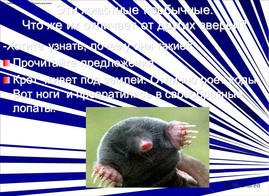 крот. придумай предложение. кратко о кроте. стихотворение про крота. крот предложения.