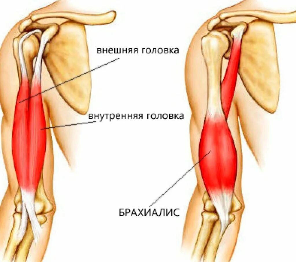 Крепление сухожилий