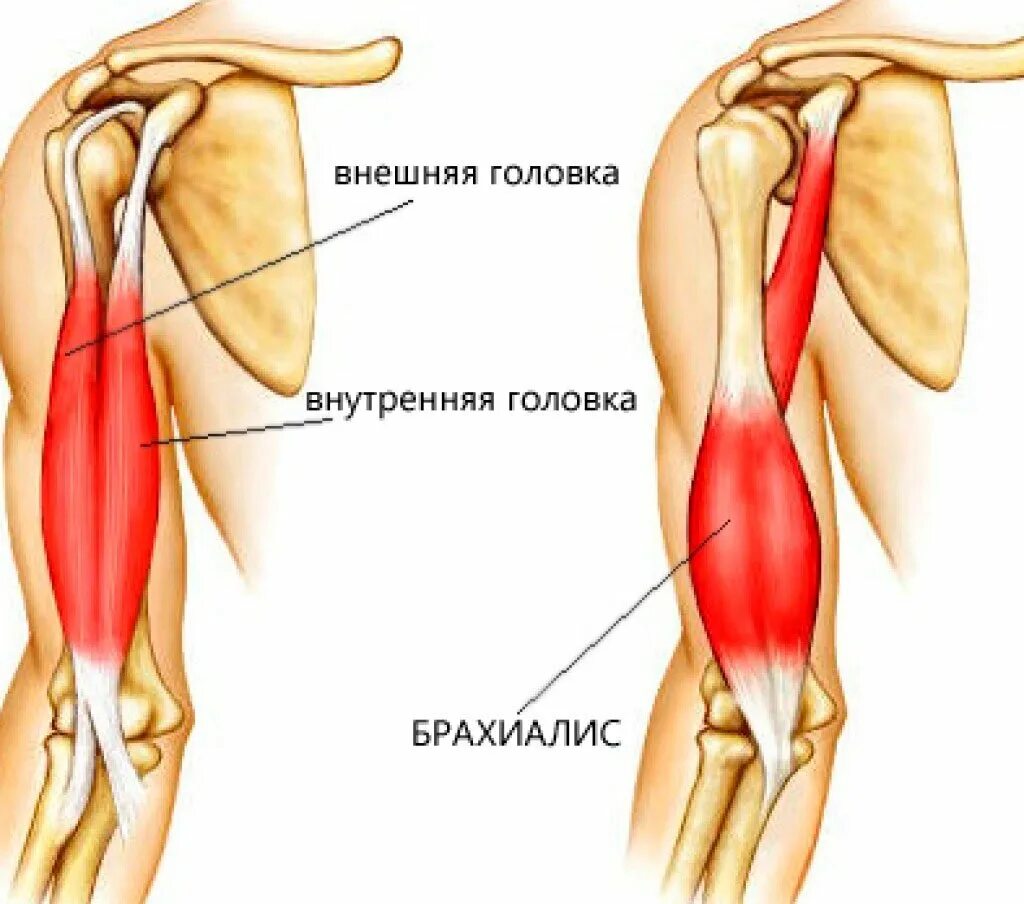 Двуглавая мышца плеча анатомия. Бицепс плеча анатомия мышцы. Сухожилие бицепса плеча анатомия. Строение бицепса руки анатомия.