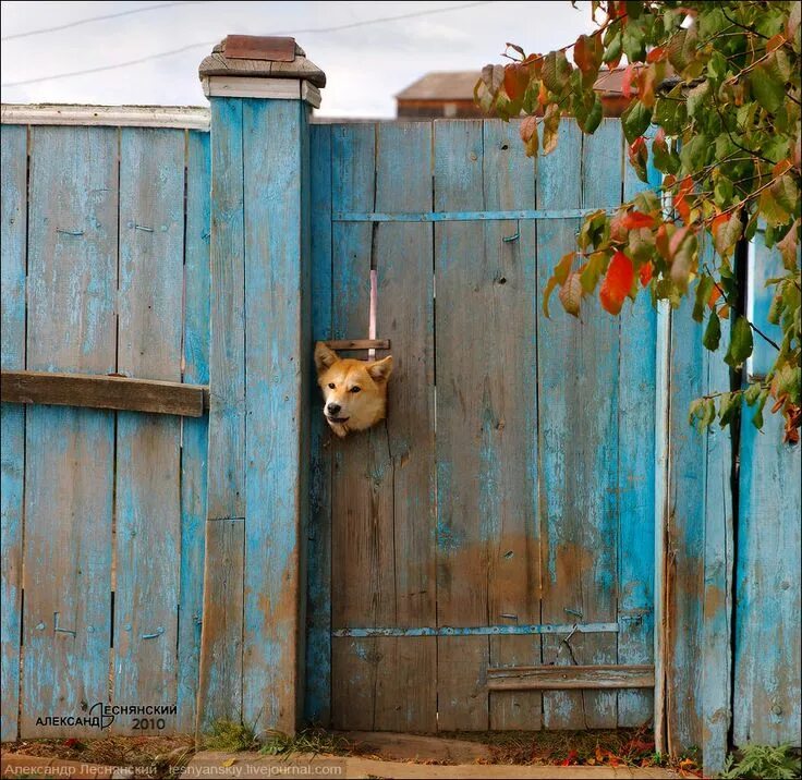 Собака стучит в дверь. Прикольный забор. Собака на заборе. Забор прикол.