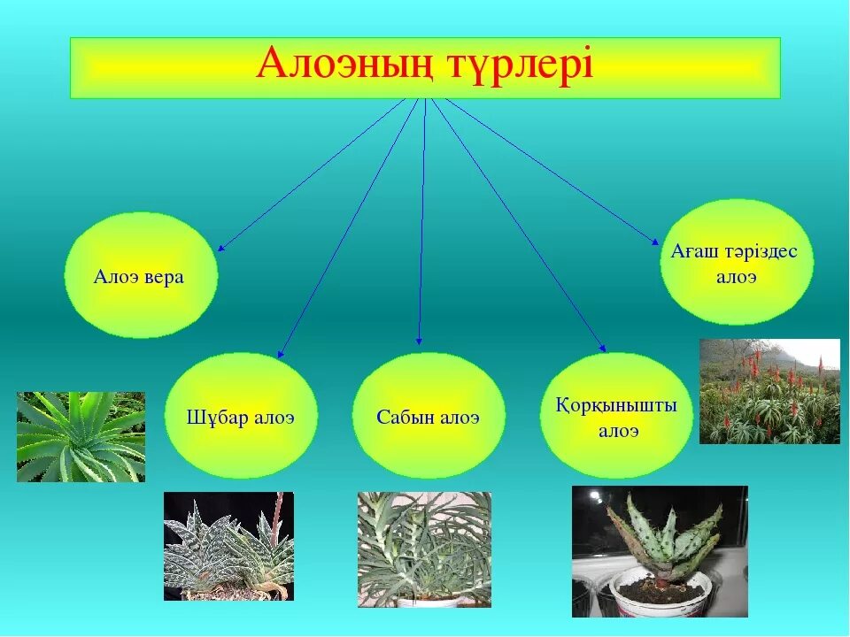 Алоэ в естественной среде обитания. Среда обитания растения алоэ. Алоэ древовидное среда обитания. Среда обитания алоэ почвенная