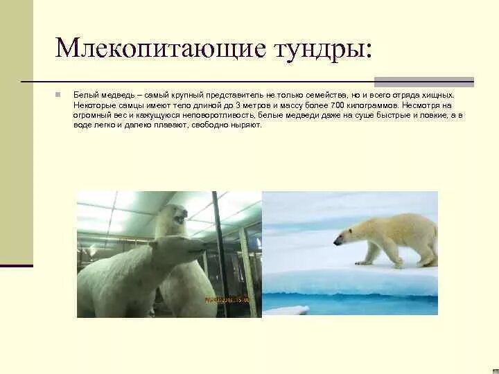 Самым главным животным тундры является северный. Млекопитающие тундры. млекопитающие животные тундры. морские млекопитающие тундры. длина тела белого медведя.