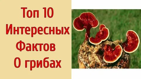 5 интересных фактов грибах