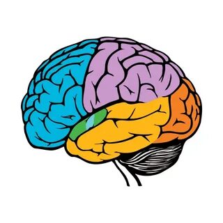 Brain but