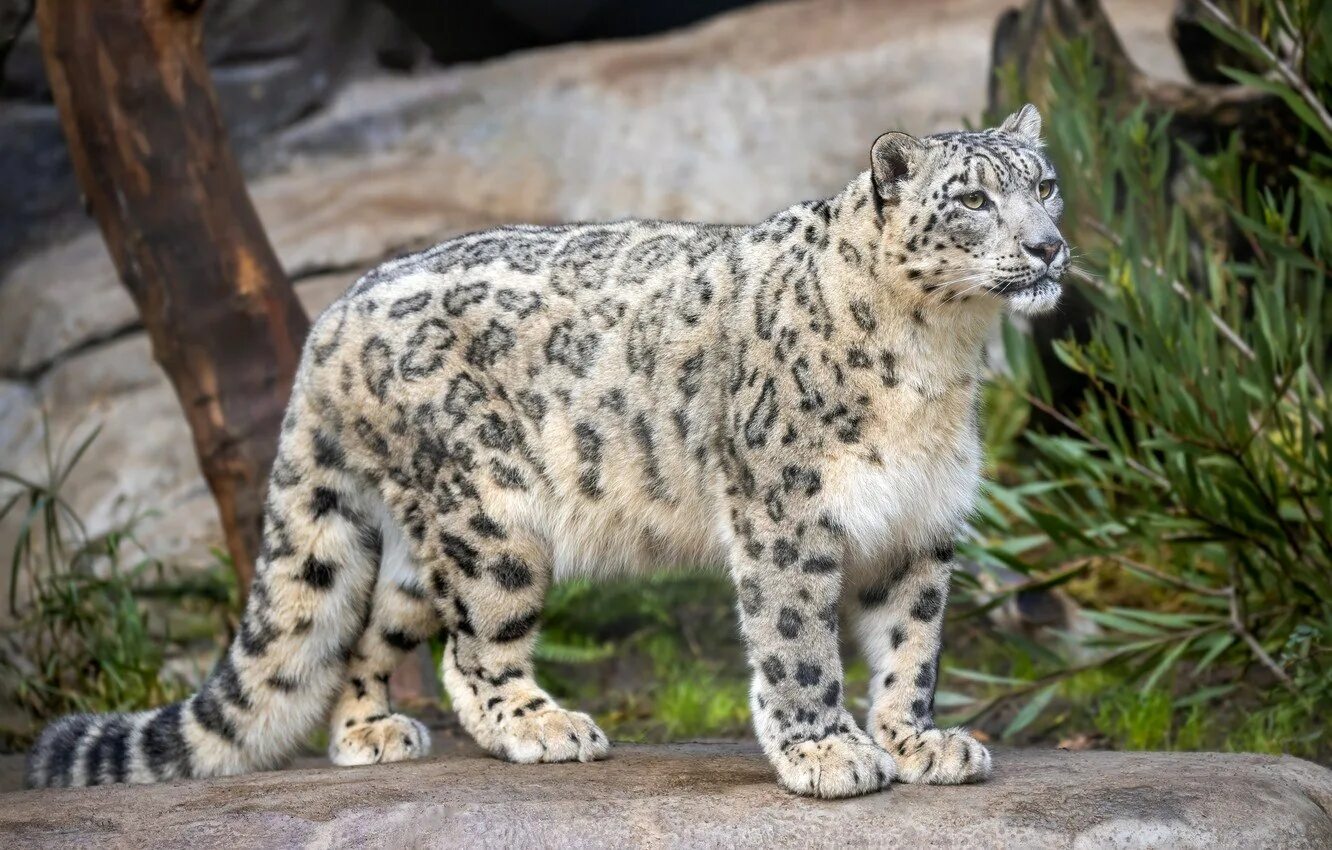Барс живущий. Снежный барс ирбис. - снежный барс (panthera uncia. ирбис и леопард. ирбис (снежный барс) uncia uncia.