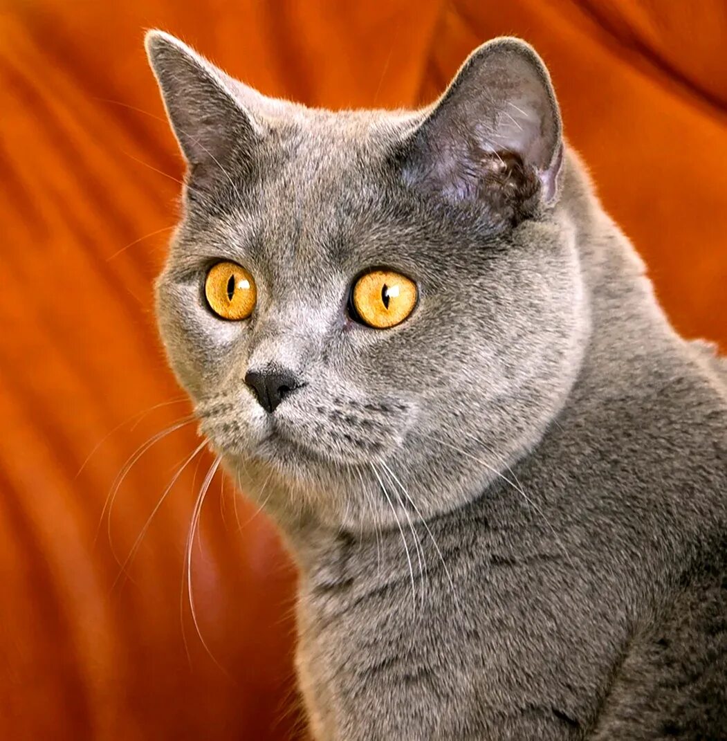 Порода серой кошки с серыми глазами. Британская короткошёрстная кошка шартрез. Британский короткошерстный кот серый. Британская кошка короткошерстная серая. Скоттиш шартрез.