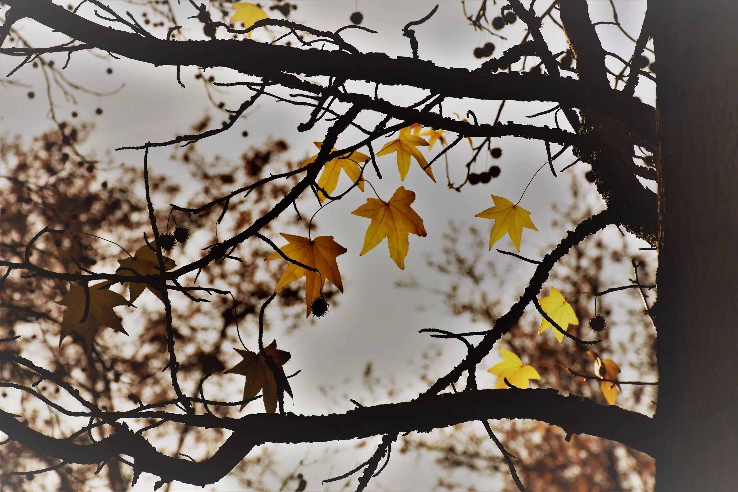 Осень листья давно облетели. Дерево с опавшими листьями. Дерево с опавшей листвой. Красивые осенние ветки деревьев. Осеннее дерево с опадающими листьями.