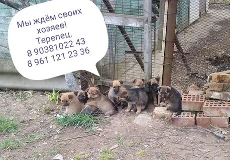 Верный охрана