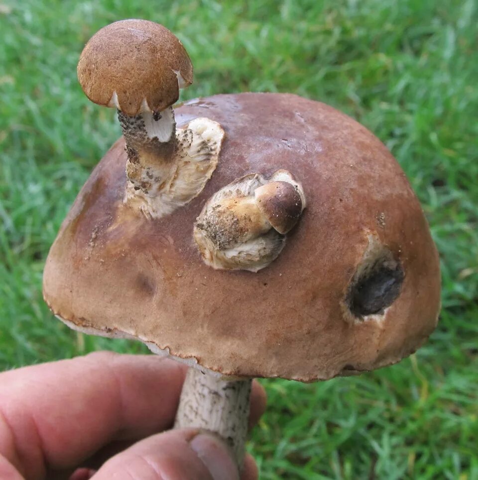 Чернобыль мутации грибов. Чернобыльские грибы. Грибы в Чернобыле. Радиоактивный гриб. Грибы радиация