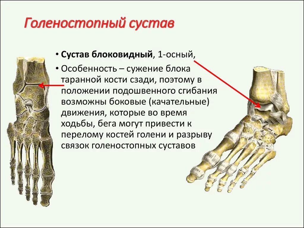 Голеностопный сустав это. Голеностопный сустав анатомия блоковидный. Какими костями образован голеностопный сустав. Суставы стопы. Строение, функция. Соединения костей стопы суставы.