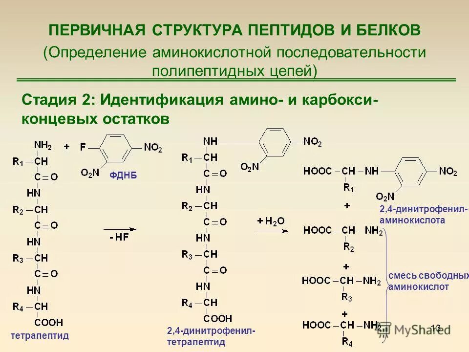 Пептидный состав белка. Установление первичной структуры пептидов. Методы определения аминокислотной последовательности белков.