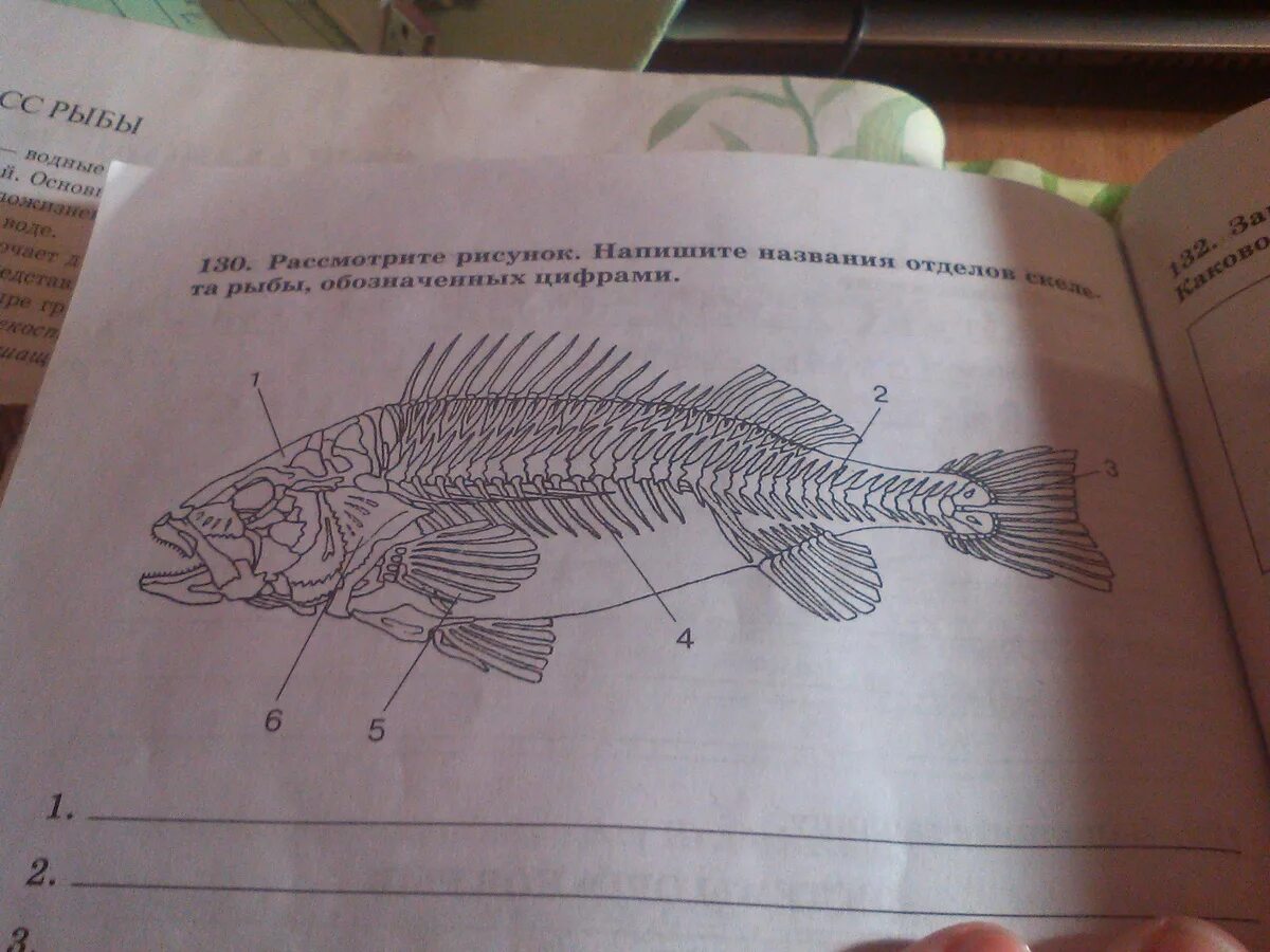 Биология 7 класс параграф рыбы. Скелет рыбы биология 7 класс. Строение скелета рыбы 7 класс биология. Отделы внутреннего скелета рыб. Название частей скелета рыбы.