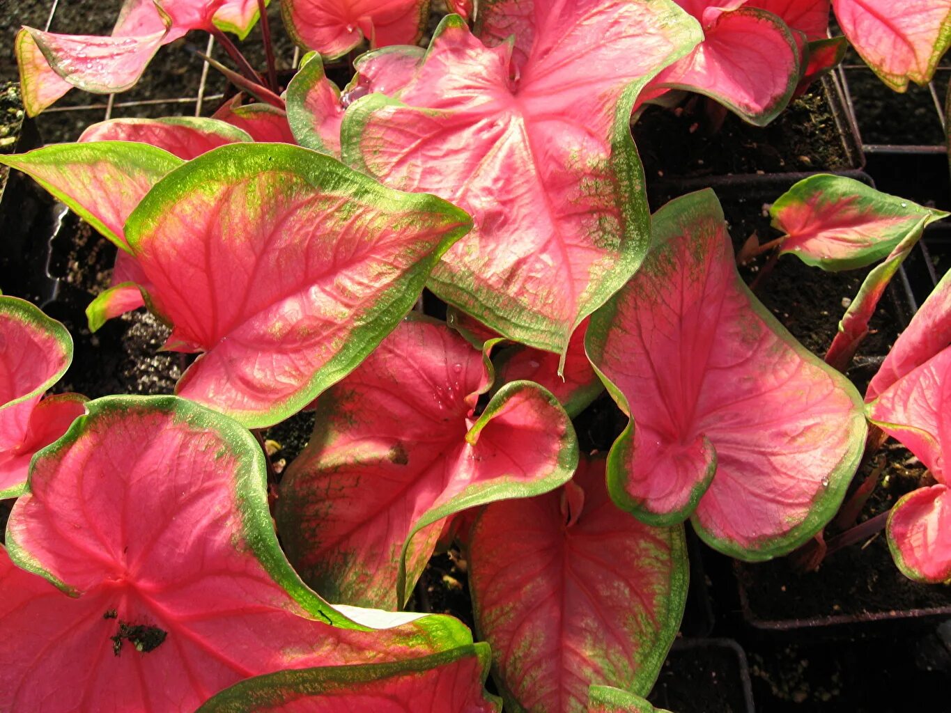 Цветок сингониум неон пинк. Традесканция белоцветковая триколор. Традесканция fluminensis. Каладиум белла. Фиттония сиреневая.