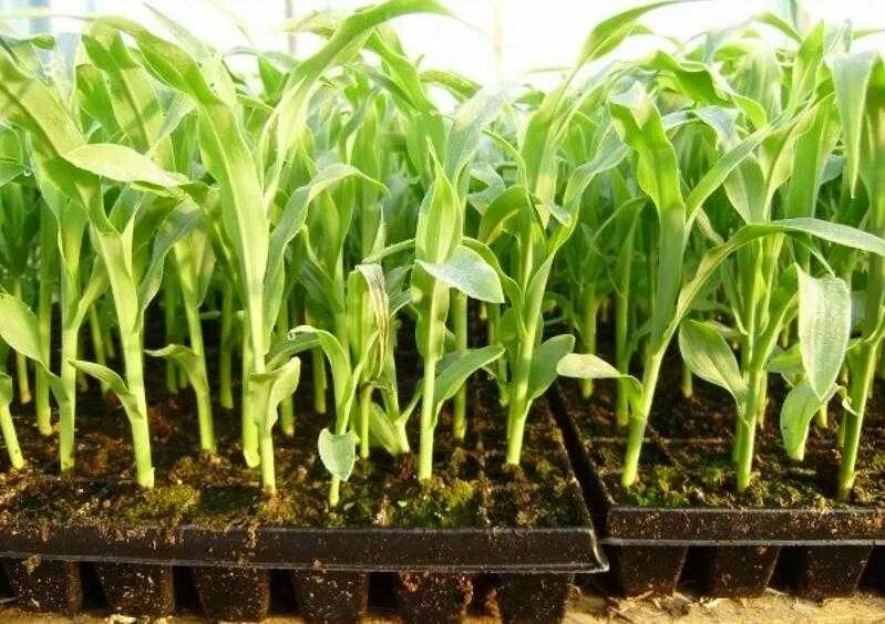 Как посадить кукурузу в огороде в открытый. Рассада кукурузы. Кукуруза сахарная рассадой. Кукуруза Земляничная рассада. Пикировка кукурузы на рассаду.