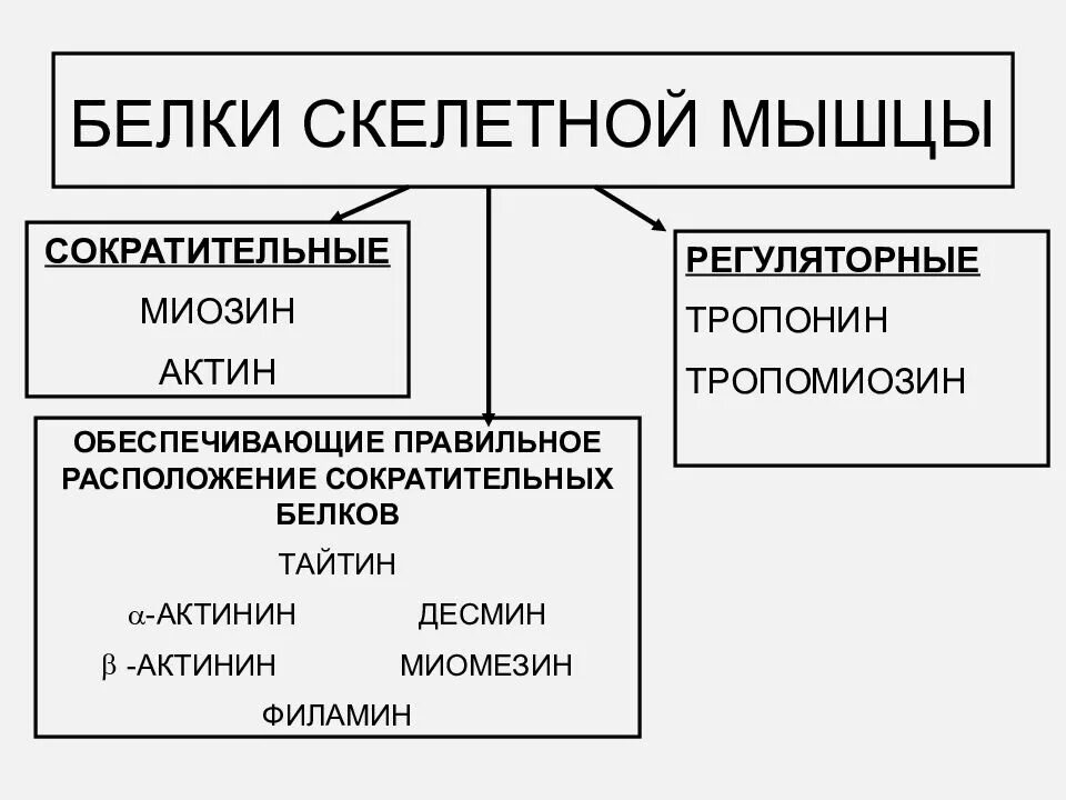 Функции мышечных белков. Регуляторные белки скелетных мышц. регуляторные мышечные белки. строение сократительных и регуляторных белков. сократительные и регуляторные белки мышц.