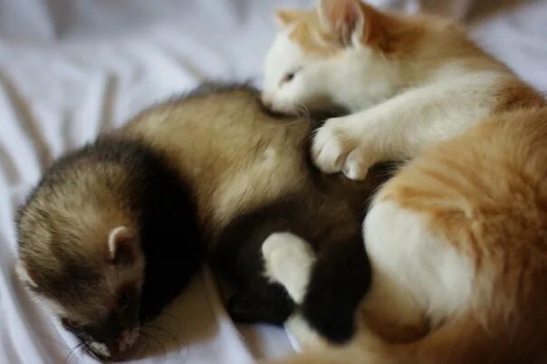 Ласка и кошка. Хорек и котенок. хорек и кошка. коты и хорьки.