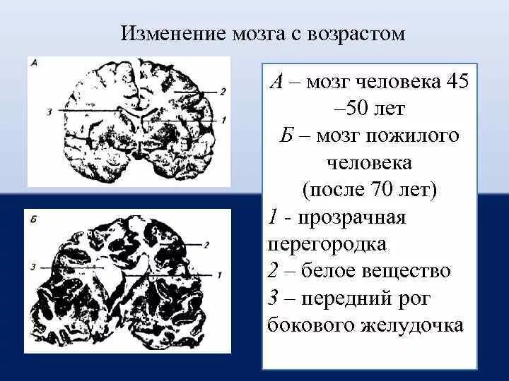 Развитие мозга возраст. Возрастные изменения мозга. Мозг молодого и пожилого человека. Изменение головного мозга с возрастом.