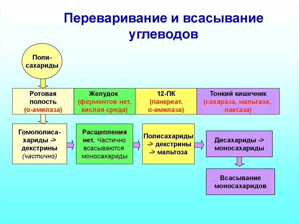 На какие мономеры распадаются белки перед всасыванием. Схема переваривания углеводов. Процесс переваривания углеводов. Переваривание и всасывание углеводов в ЖКТ. Переваривание полисахаридов биохимия.