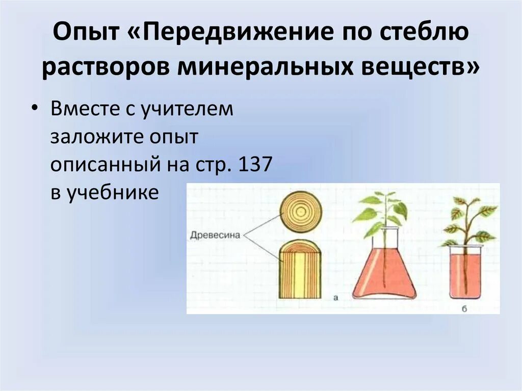 Движение воды и Минеральных веществ по стеблю. Передвижение веществ по стеблю. Передвижение по стеблю органических веществ. Передвижение Минеральных веществ по стеблю. Какие вещества передвигаются по сосудам древесины