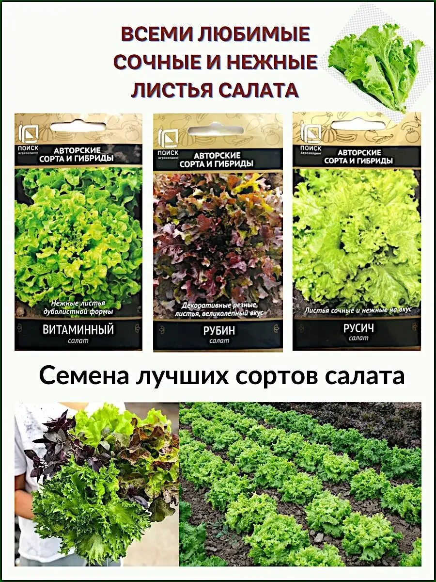 Название листовых салатов. Сорта салата. названия листовых салатов. семена салата листового. листья салата семена.