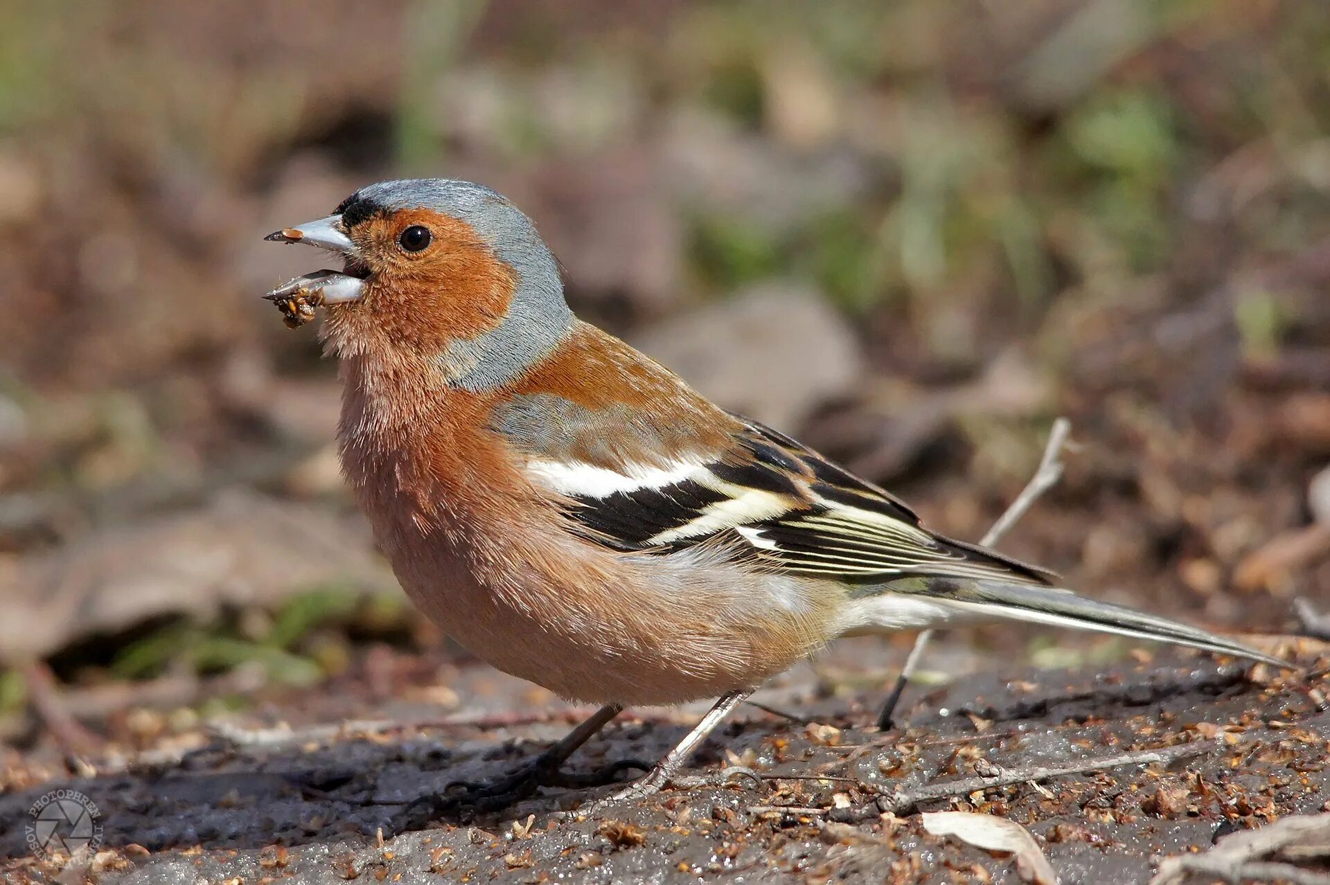 Зарянка малиновка горихвостка. Певчие птицы названия. Певчие птицы описание. Певчие птицы описание. Обыкновенная варакушка.