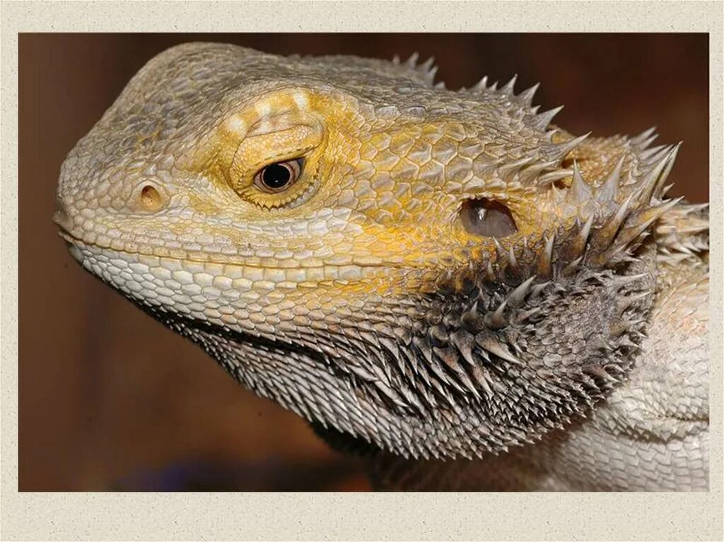 Бородатая агама. Ящер бородатая агама. Pogona vitticeps бородатая агама.