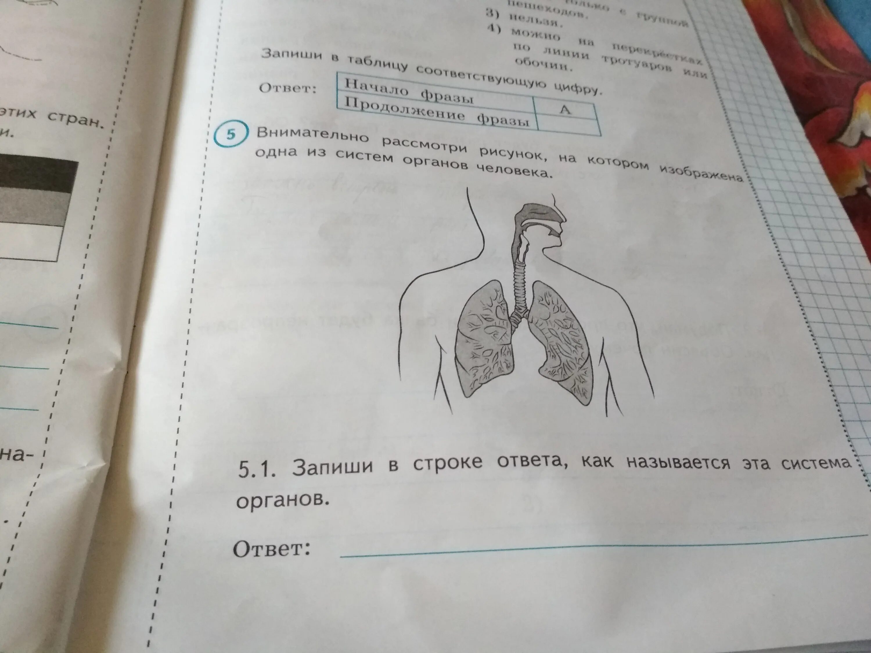 Впр внимательно рассмотри таблицу. Внимательно рассмотри рисунок. Запишите в строке ответа название этой системы органов. Изображена одна из систем органов человека. Запиши в строке ответа.