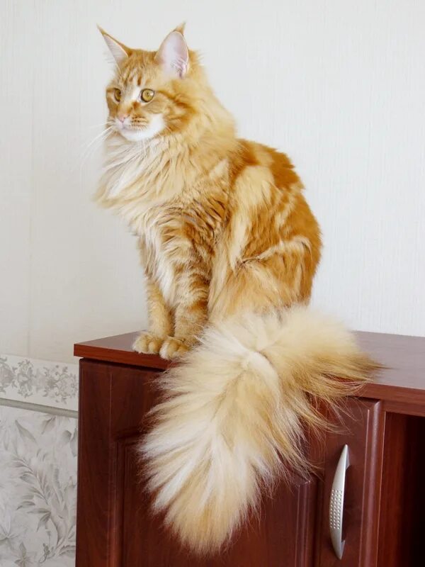 мейн кун без кисточек