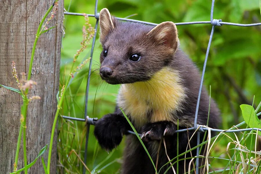 куница краткое описание. лесная куница с детенышами. харза уссурийская. соболь норка куница. к каким животным относится куница.