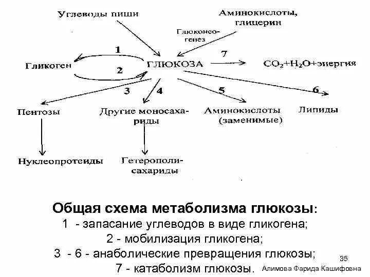 Общая схема метаболизма. Общая схема превращения Глюкозы. Метаболизм Глюкозы схема. Схема метаболизма Глюкозы в печени.