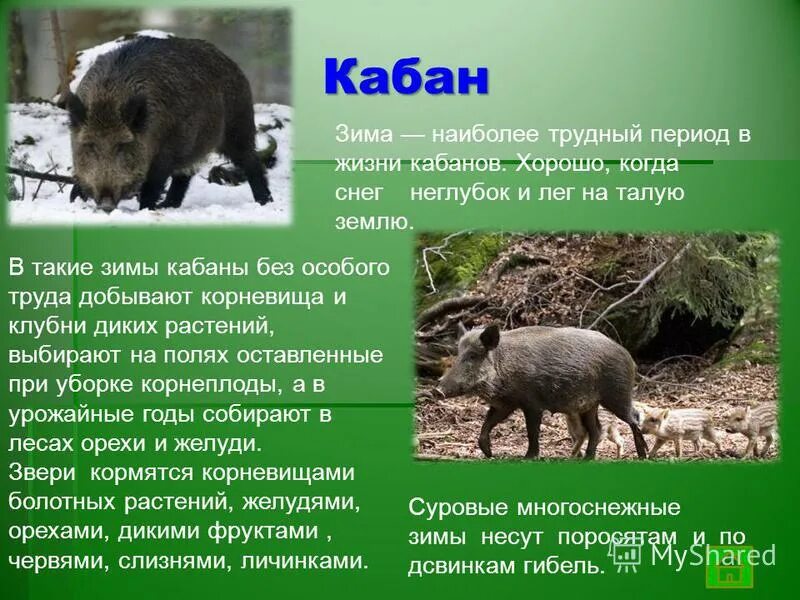 самый большой кабан секач вепрь. джергинский заповедник животные. кабан в лесу. жизни кабанов. описание кабана.