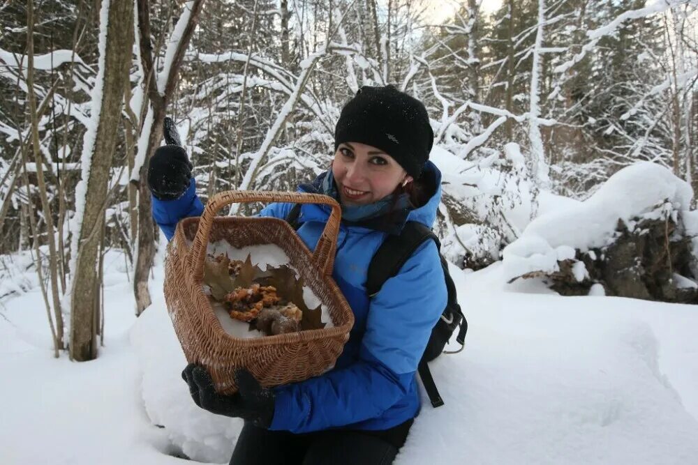 Грибы опята зимние. Зимние грибы. Грибы в зимнем лесу. Грибы в зимнем лесу. Сбор грибов зимой в лесу.