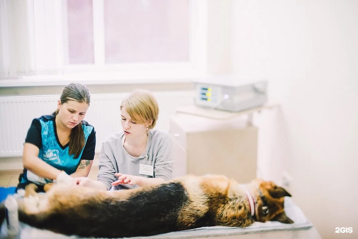 Реабилитация животного. Гидротерапия собак. Массаж для собак. Гидротерапия животных. Реабилитация животных.