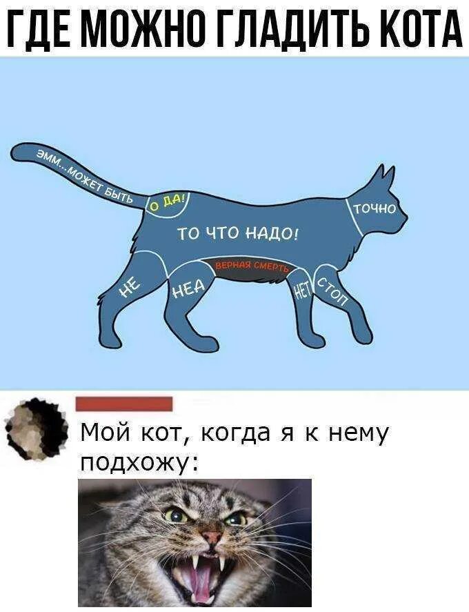 Где+можнотгладить+кота. Погладьте кота. Где можно гладить котов. Как гладить кошку.