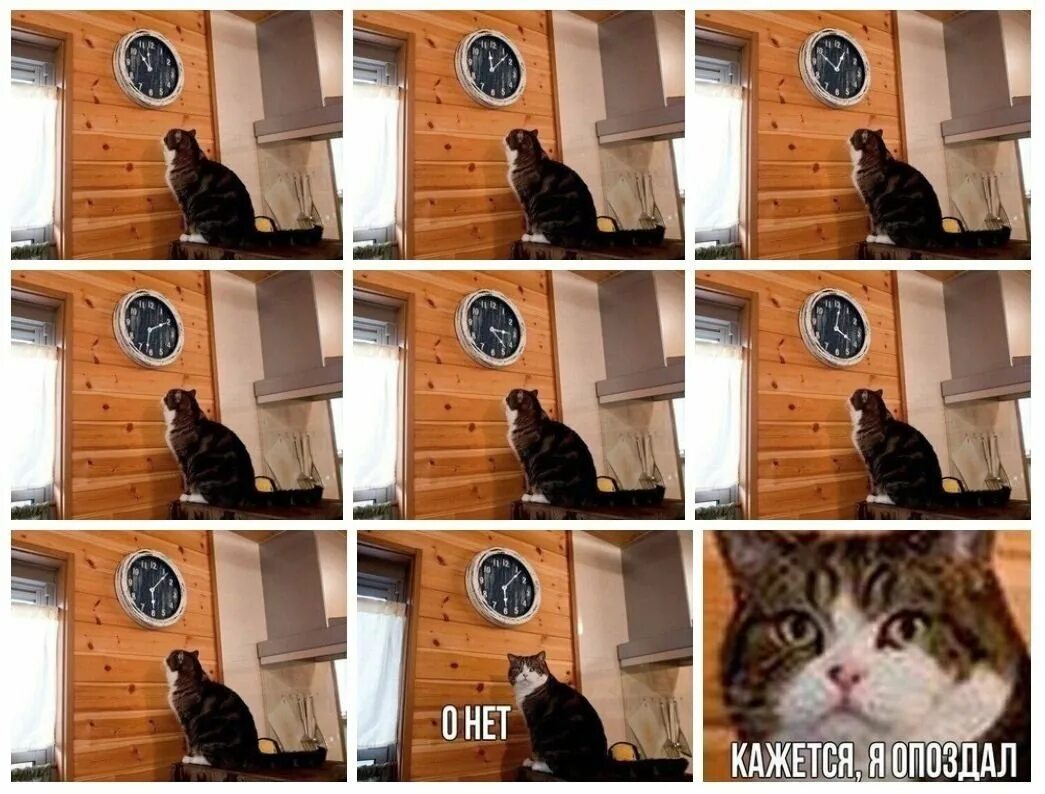 Ну и что что нет времени. Мем с котом и часами. кот кажется я опоздал. кот мем. о нет кажется я опоздал.