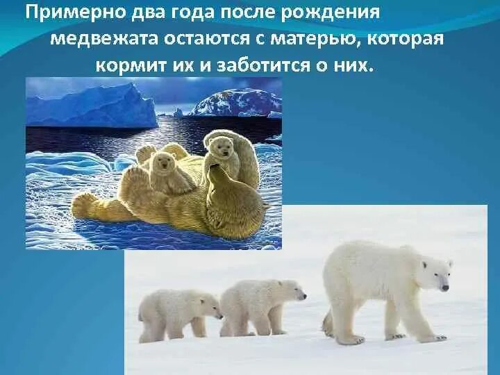 Белый медведь размеры. Белый медведь 1 класс. Белый медведь 1 класс. Где жевет белые медвед. Млекопитающие животные.