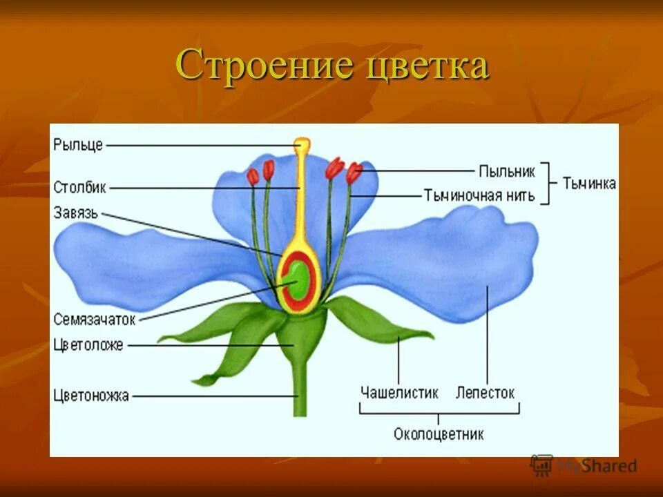 Размножение и оплодотворение растений тест 6 класс. Части цветка. Строение частей цветка. Центральная часть цветка. Строение цветка растения.