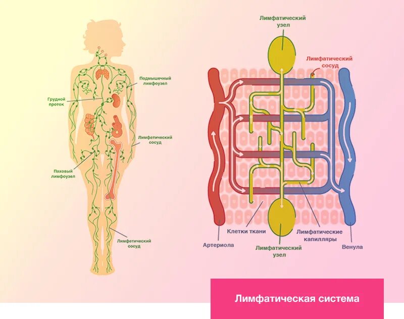 Как улучшить лимфу в организме