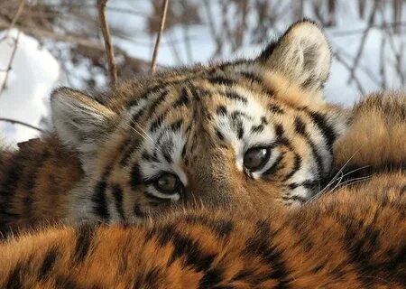 Ценность животных