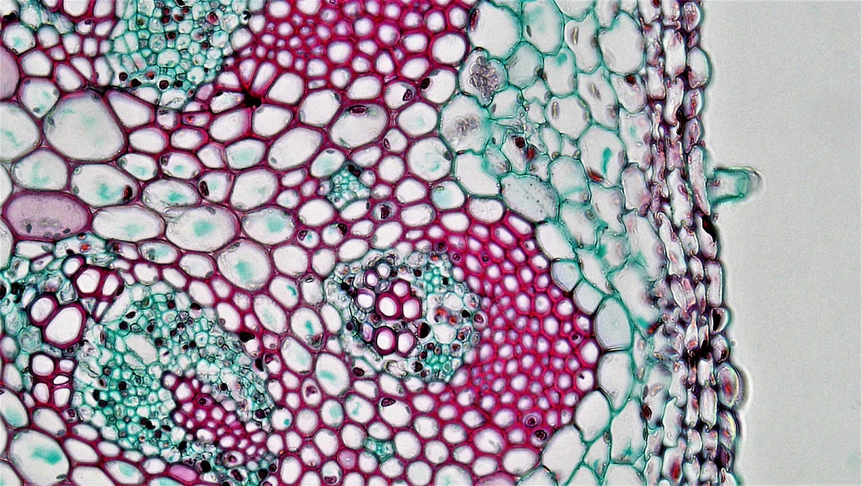 Ксилема микроскоп. Флоэма в микроскоп. Ткани растений микропрепараты. Флоэма микропрепарат.